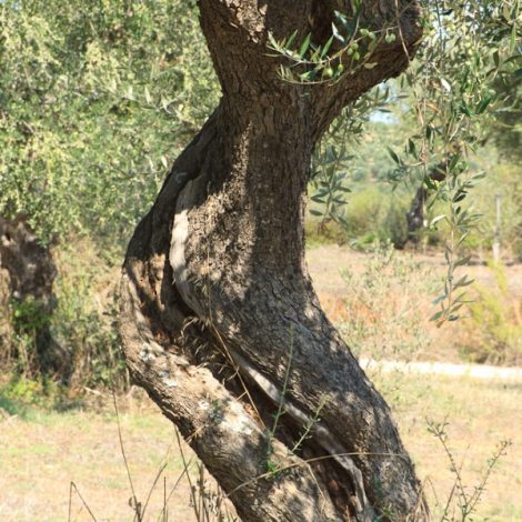 tree-bend-600x600